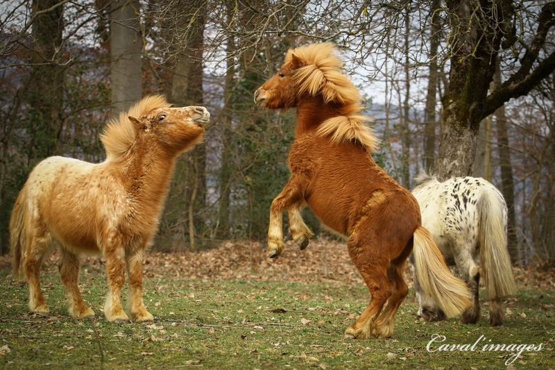Cours de poney - La ferme du Bois-Rond - 7 à 10 ans